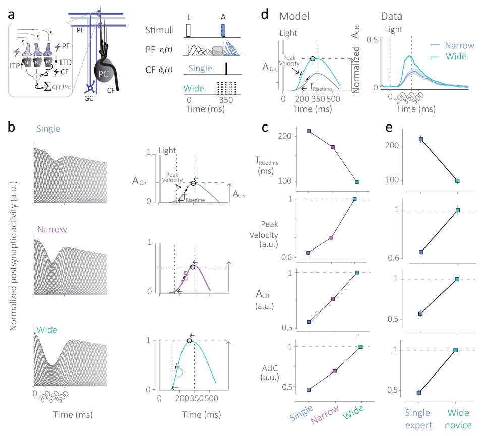 A cerebellar cortical mechanism for learning temporal statistics